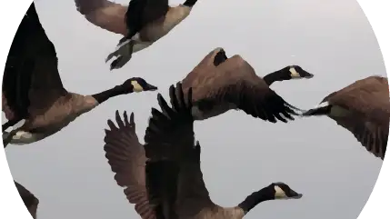Flugt